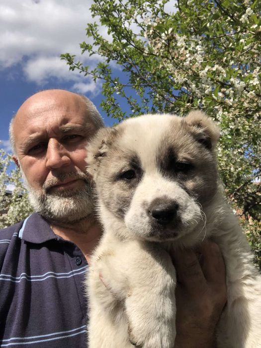 Среднеазиатская овчарка Алабай