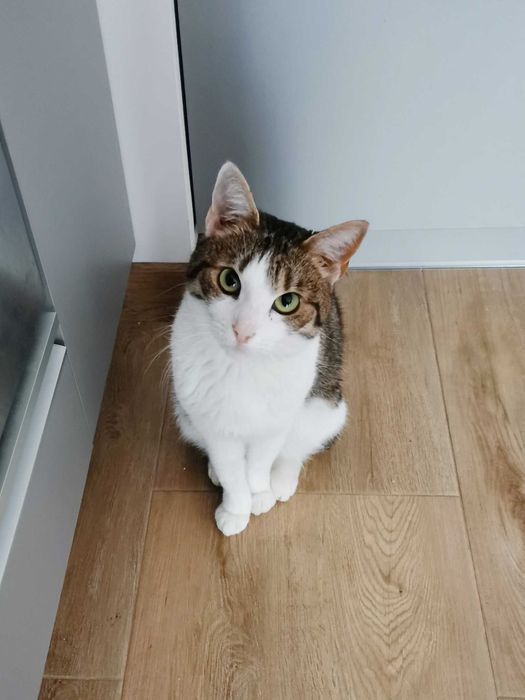 Ptysia - koteczka bez ogonka