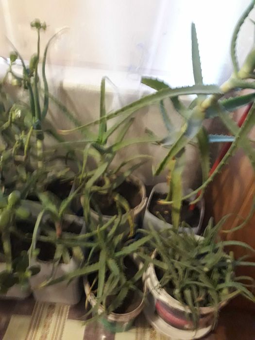 Алоэ, столетник. Гемантус, денежное дерево..