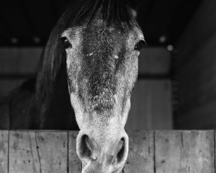 Poldra Cruzada de Saltos