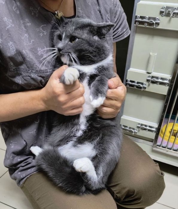 Новогоднее чудо для Локи - 4 года, кастрирован