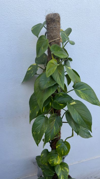 Planta jiboia | Epipremnum aureus.