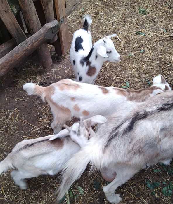 Kozki białe w łaty młode