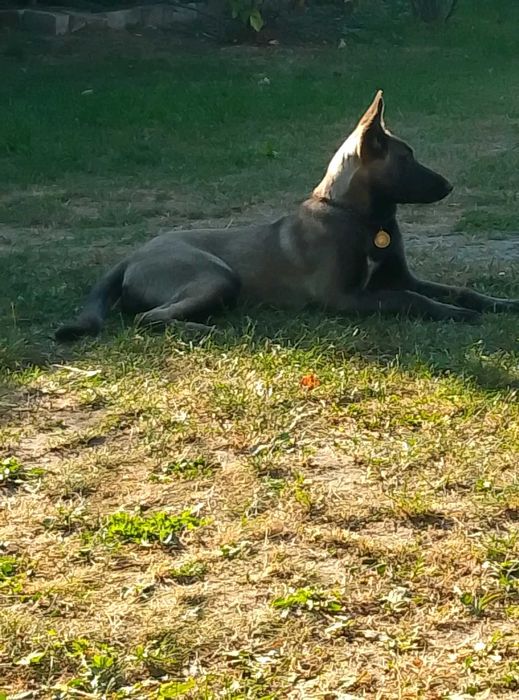Метис Німецької вівчарки