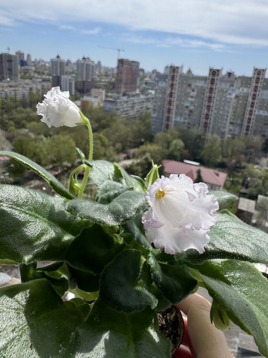 Продам Сортові фіалки