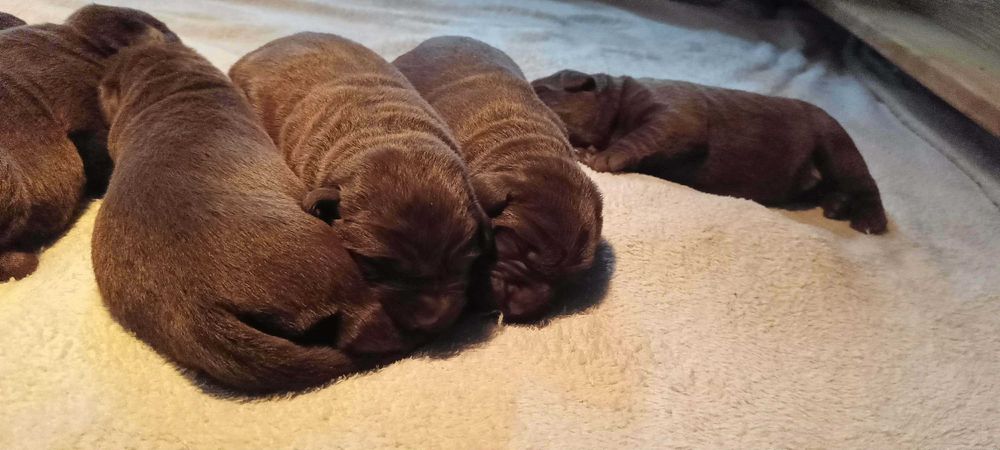 Labrador Retriever Zkwp/FCI - czekoladowe szczenię