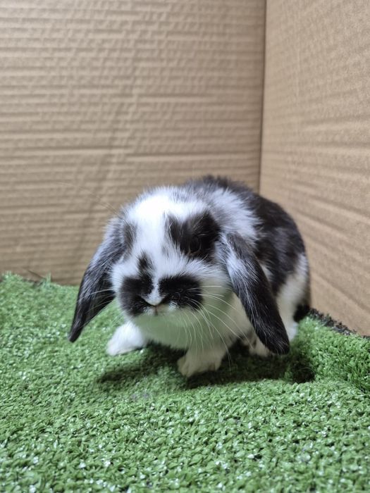 Mini Loop królik miniaturka