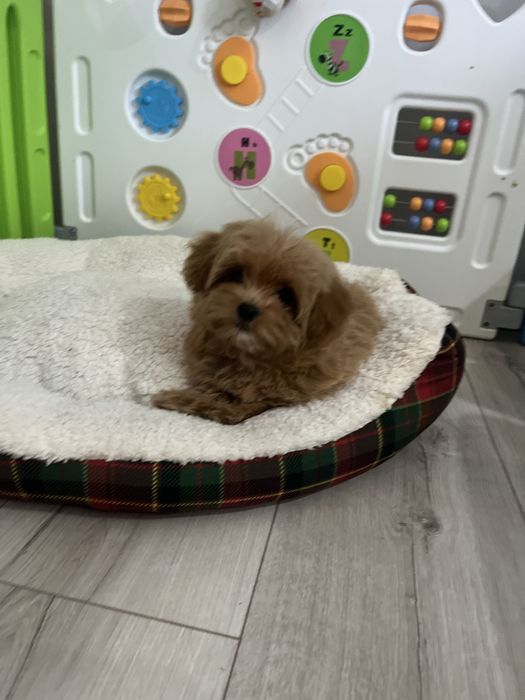 Wesoła sunia maltipoo