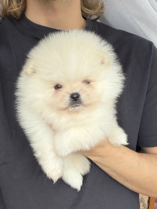 Szpic miniaturowv pomeranian piesek ZKwP FCI
