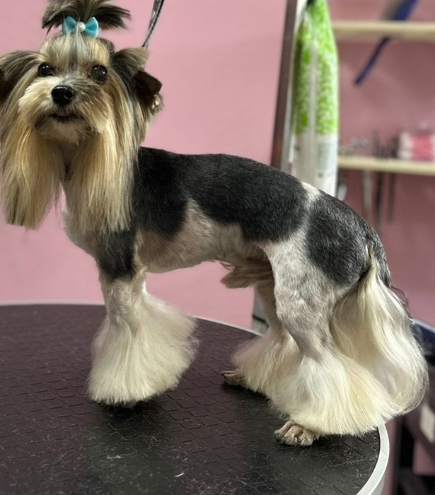 Бівер Йорк. В'язка.