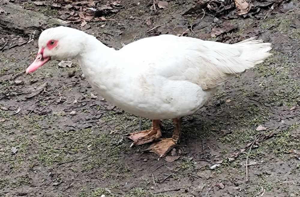 Kaczki Kaczory francuskie z Wolnego Wybiegu tegoroczny drób z czerwca