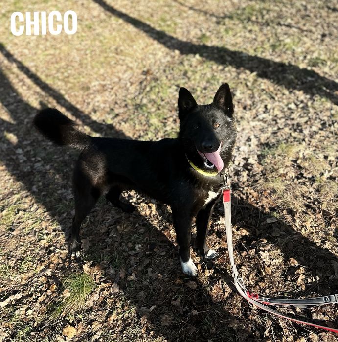 W typie karelczyka, aktywny Chico adopcja