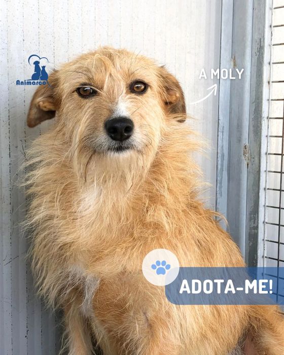 Moly - cadela jovem porte medio para adocao