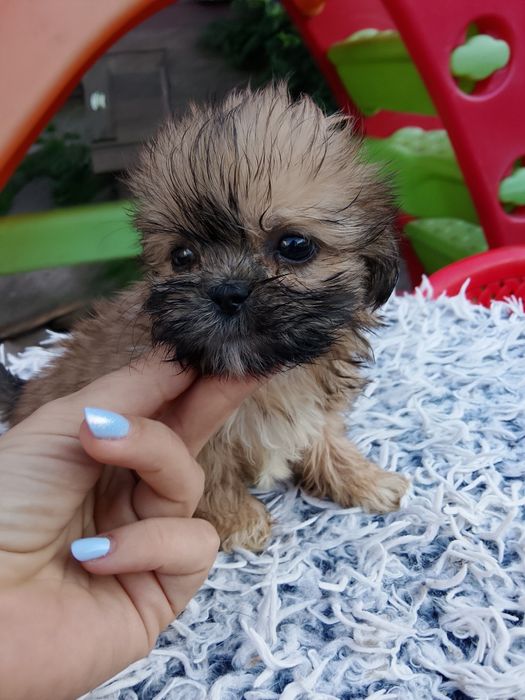 Maleńka dziewczynka Shih tzu  8 tyg szuka domu