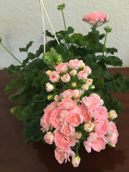 Пеларгонія ТА Емануель