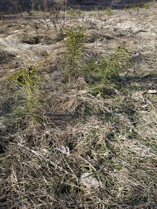 sosna samosiejki sadzonki