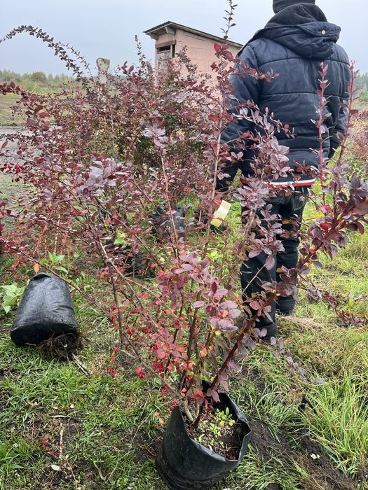 Високорослий барбарис Суперба 100-120см