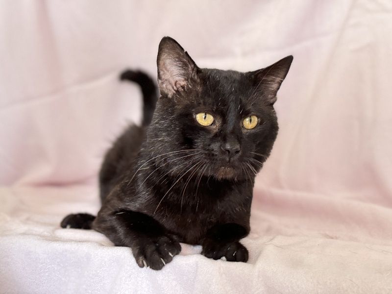 Czino do adopcji!