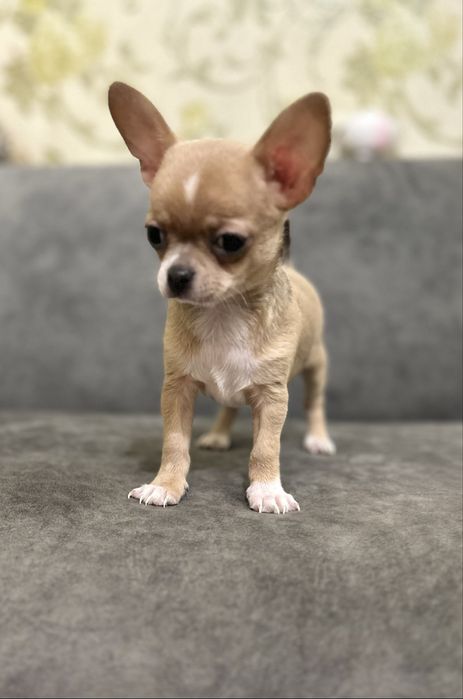 Маленький мальчик