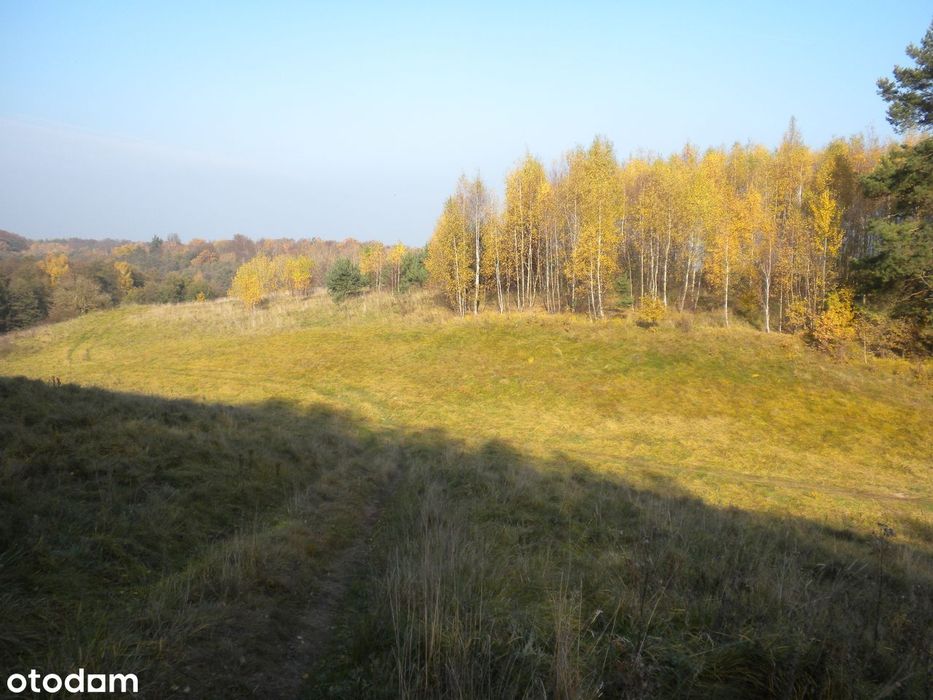 Działka budowlana 1561 m² z mediami w lesie - Widok 4