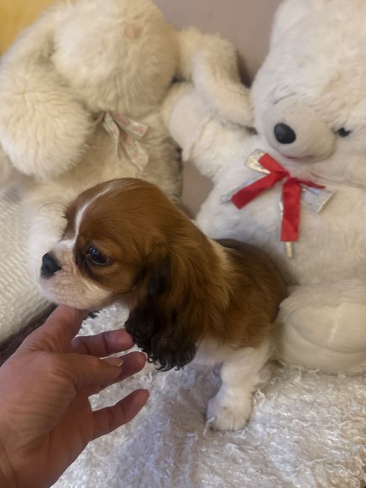 Cavalier King Charles Spaniel  cudowna suczka