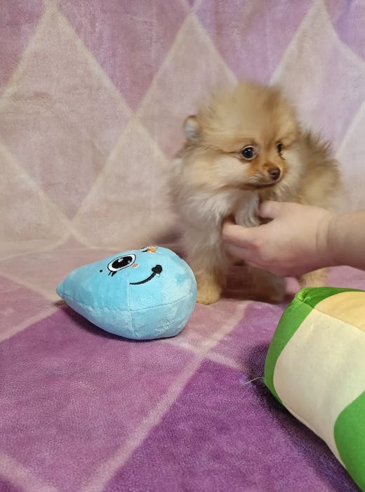 Szpic miniaturowy Pomeranian