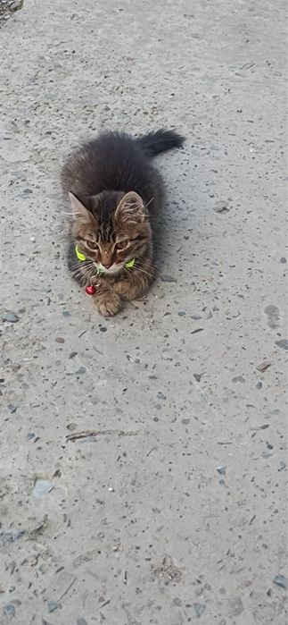 Шукає люблячу родину котик