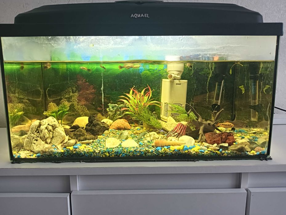 Akwarium 60 litrów