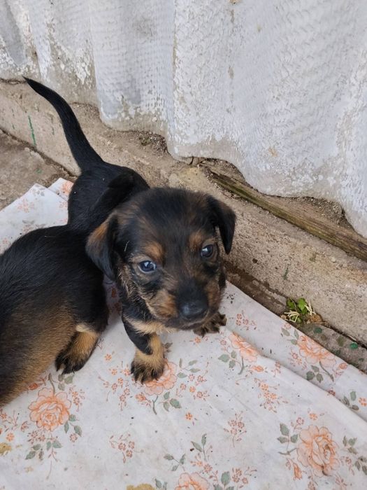 Віддам цуценят!Безкоштовно