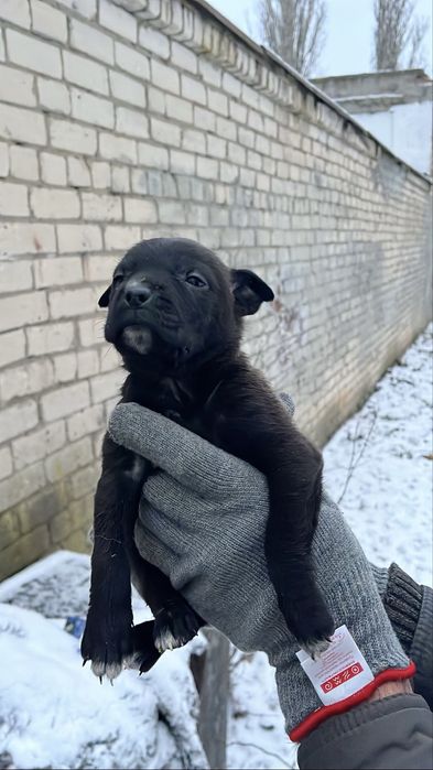 Терміново цуценята шукають родину.