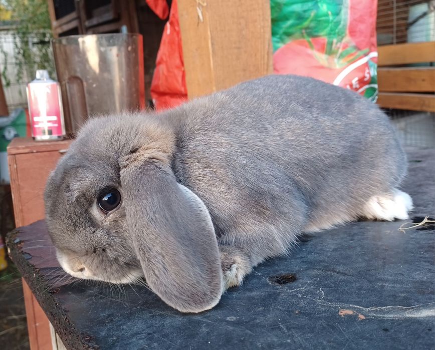 Karzełek baran perłowy