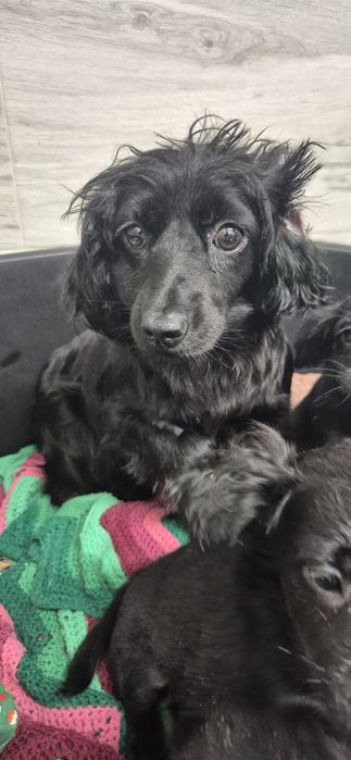 Mała suczka około 3 lata