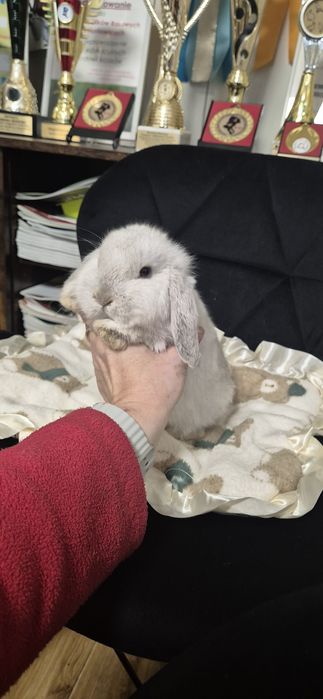 Króliki Mini lop rasowe