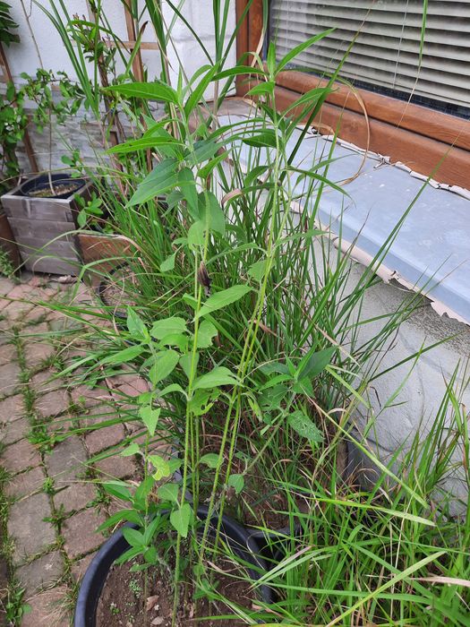 Nadwyżki z ogrodu byliny trawy krzewy drzewa