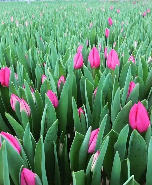 Цибулини тюльпанів на опт