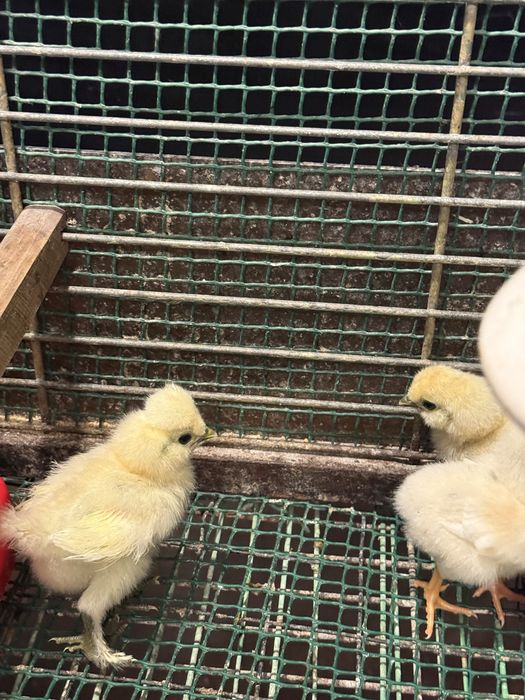 Varios pinto e gallos