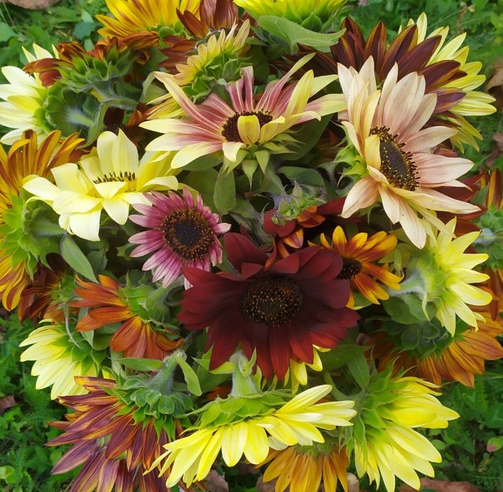 Słonecznik ozdobny nasiona