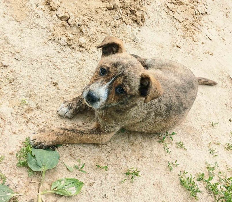 Віддам в добрі руки