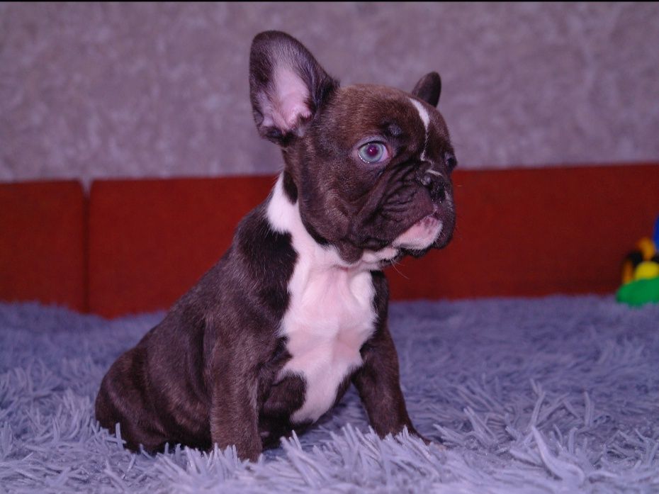 Щенки французского бульдога ждут Вас