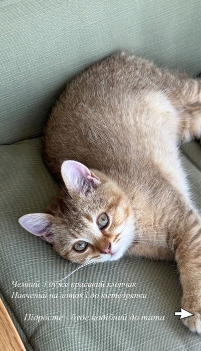 Scottish fold/stright Шотландські малята