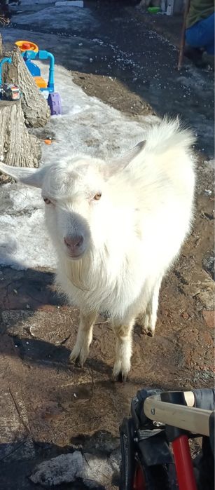 Продам племенного безрогого козла білого красавчик