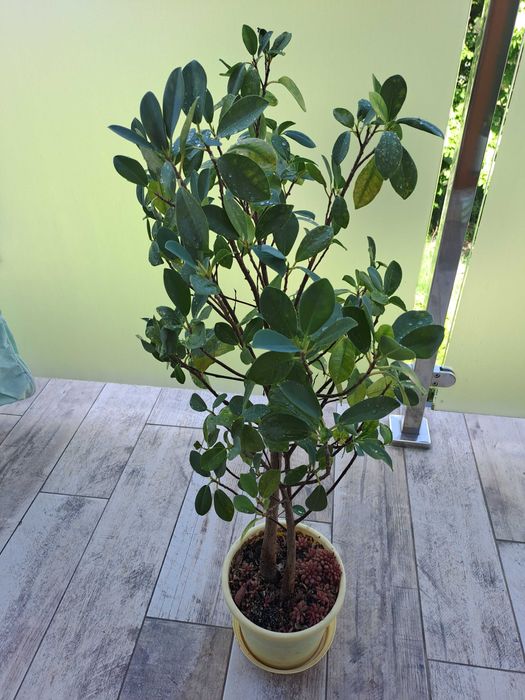 Kwiat Ficus microcarpa Moclame