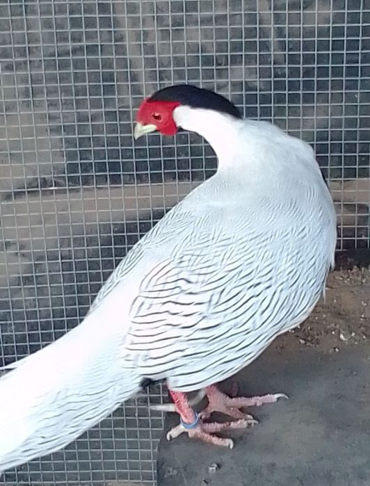 Sprzedam bażanty ine