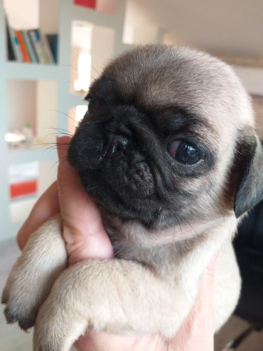 Дівчинка мопсяня та хлопчик