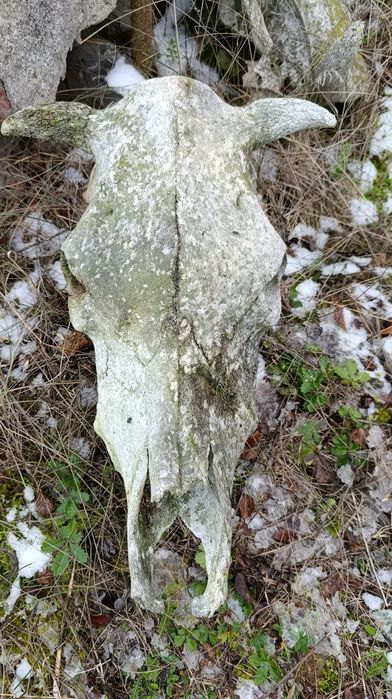 Продам череп корови коровы быка