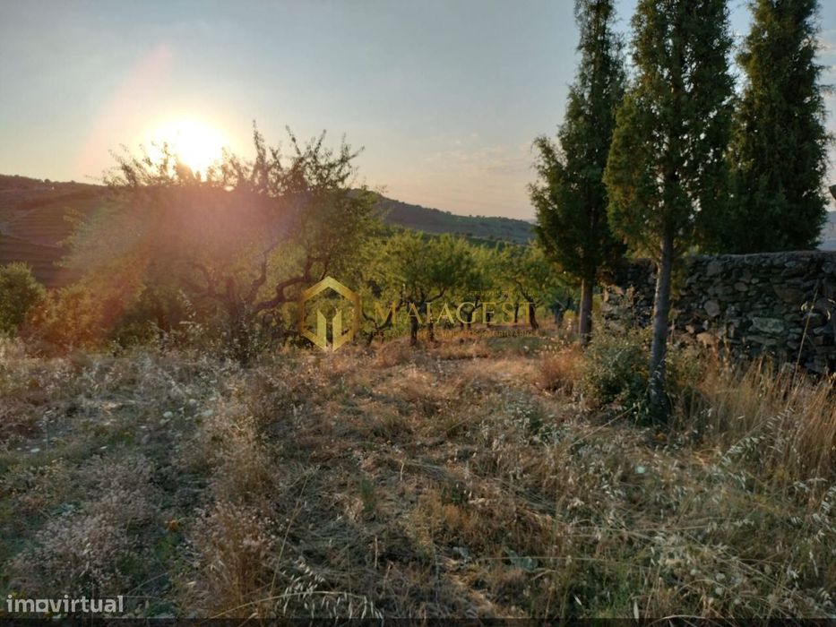 Terreno Agrícola para produção de Vinho