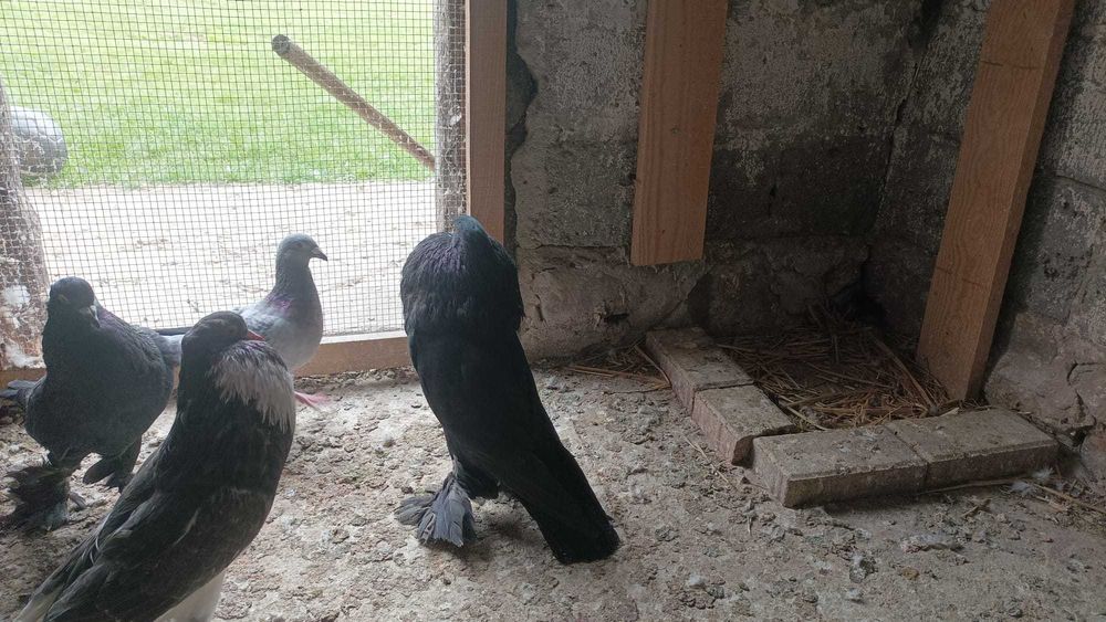 Garłacze Pomorskie Samce 2025