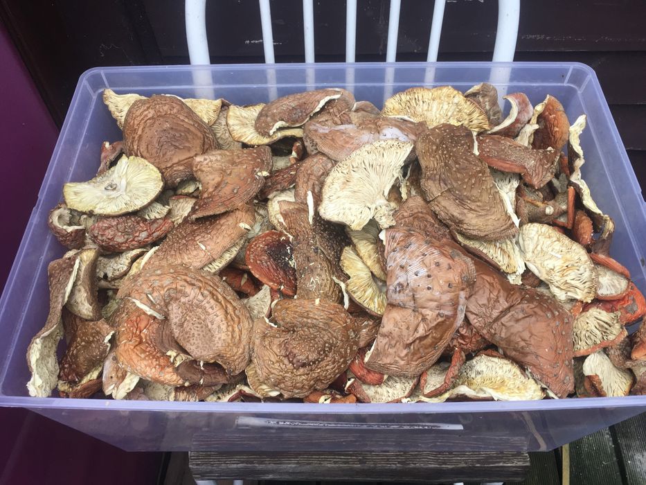 Грибы лечебные , сезон 2025