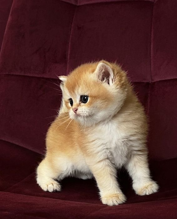 Золота  шиншила котенята