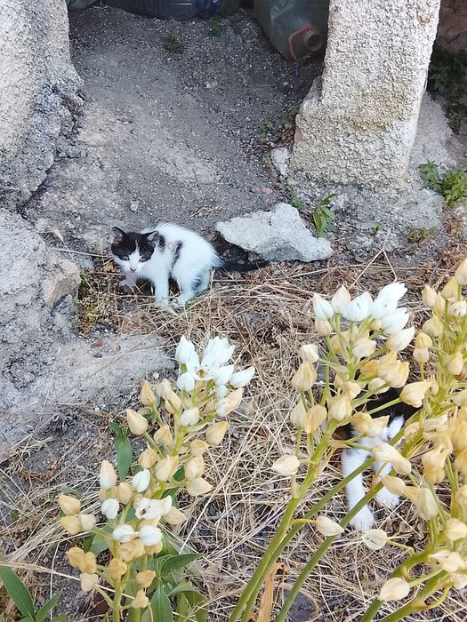 Gatinhos para adoção